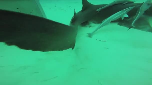 Los buceadores nadan con tiburones flotantes bajo el agua. Vida silvestre oceánica. Abajo. Buceo — Vídeo de stock