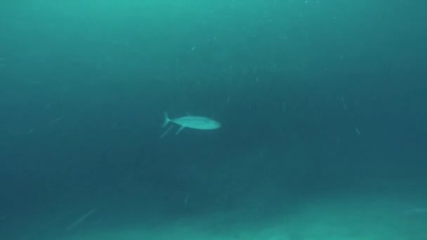 Fische, die unter Wasser treiben. schöne Meeresfauna. Tiefe. Tauchen. Tageslicht — Stockvideo