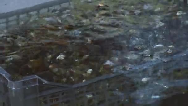 깨끗 한 물에 담가 플라스틱 상자에 원시 홍합의 보기. 세척. 요리 하기 전에 준비 — 비디오