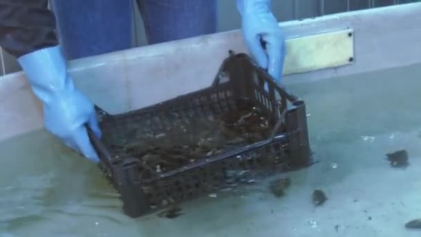 L'uomo in guanti ha posato cozze crude in scatola di plastica su fondo vasca da bagno enorme con acqua pulita. Lavaggio — Video Stock