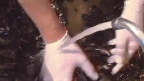 Man in gloves mixing raw mussels under jet of water in sink. Kitchen. Washing. Cleaning — Stock Video