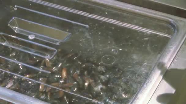 Cozinhe em luvas marcando tampa recipiente transparente de plástico com mexilhões limpos lavados por marcador . — Vídeo de Stock
