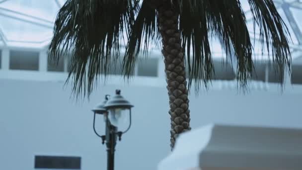 Grüne Palme im Zimmer gedecktes Dach. Taschenlampe. Tageslicht. Tropische Pflanze. — Stockvideo