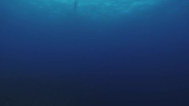 Dalgıçlar su altında yüzmek. Temiz mavi okyanus. Derinlik. Balık. Aşırı aktif hobi