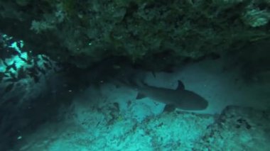 Dalgıçlar resifler arasında su altında yüzerler. Mavi su. Derinlik. Bir sürü balık. Köpekbalığı.