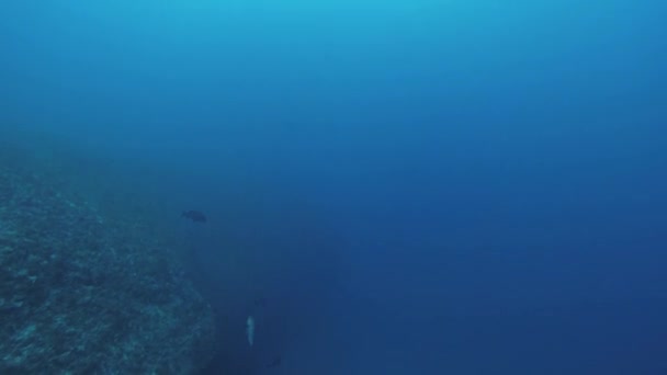 Los buceadores nadan bajo el agua. Océano azul. Profundidad. Sealife. Un hobby extremo. Burbujas — Vídeos de Stock