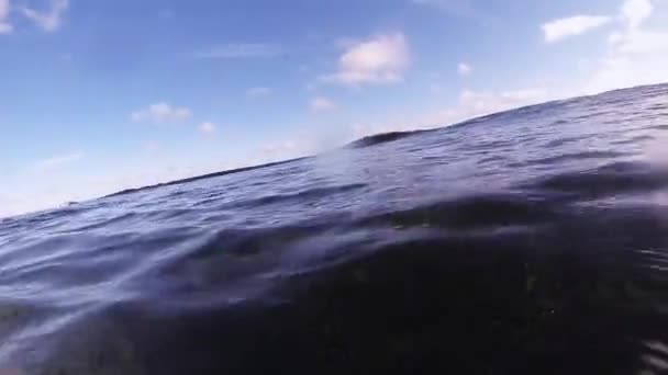 Dykare simmar i havet, steget under vattnet. Tropiska korallrev. Djur. — Stockvideo