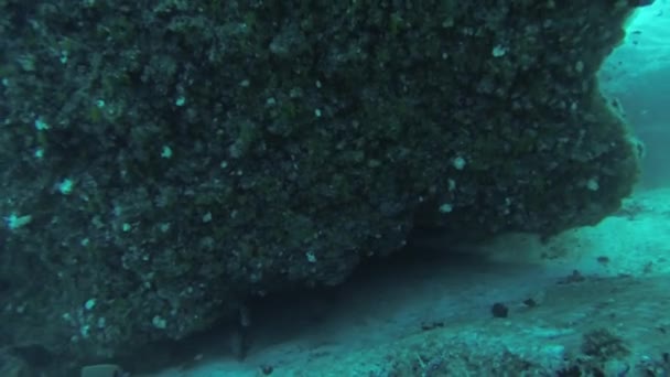 Divers swim underwater with aqualungs in reef. Blue water. Deepness. Sealife — Stock Video