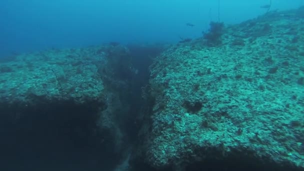 Les plongeurs nagent sous l'eau. Océan bleu propre. Profondeur. Sealife. Les récifs. Animaux — Video