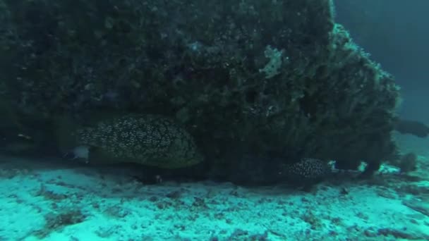 Divers swim underwater between reefs. Blue water. Deepness. Fish. Animals. — Stock Video