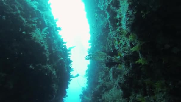 Divers swim underwater between coral reefs. Blue water. Deepness. Sealife. Fish — Stock Video