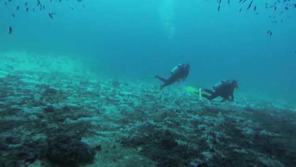 Los buceadores nadan bajo el agua con aqualungs. Agua azul. Profundidad. Arrecifes de coral. Animales. — Vídeos de Stock