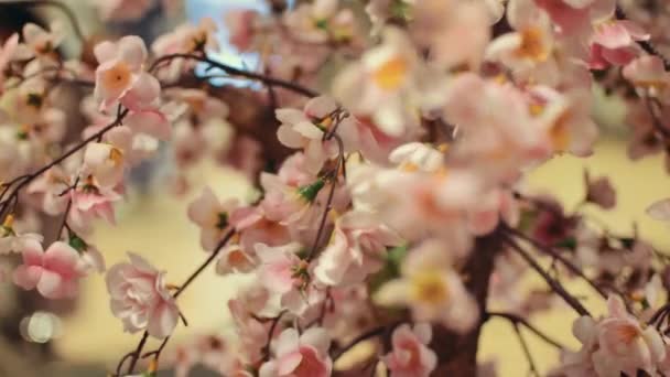 Pohled na kvetoucí japonská sakura. Krásné květiny. Kvetoucí