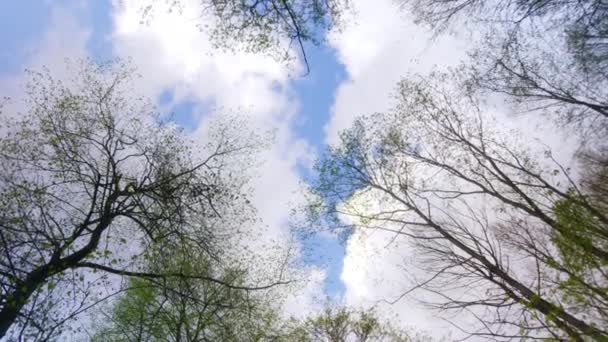 Kamera dreht sich, um tagsüber einen bewölkten Himmel durch die Baumwipfel einzufangen. — Stockvideo