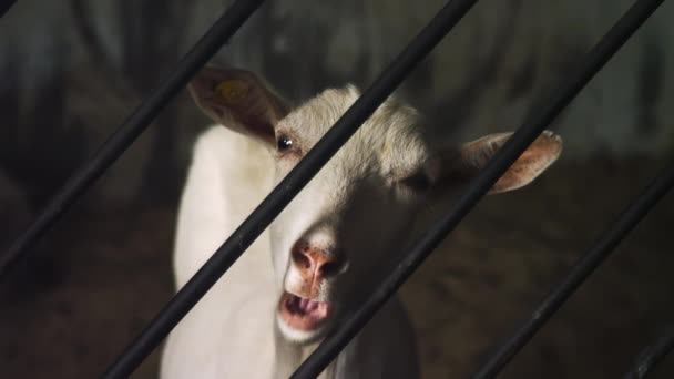 White goat chews animal food behind bars on the farm and looks into the camera. — Stock Video