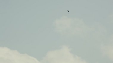 Kuş kadar bulutlarda uçar