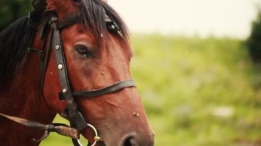 Sinekler bir at başına oturmak