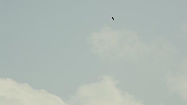 Vogel vliegt ver in wolken — Stockvideo