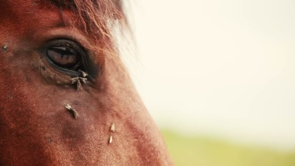 Flies on the horses eyes. — Stock Video