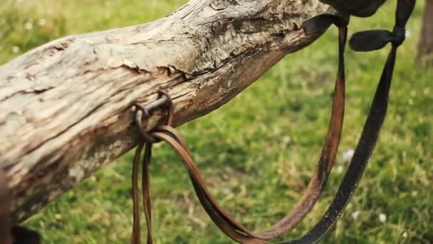 Лошадь в поле привязана к забору — стоковое видео