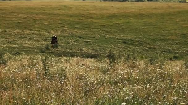 Häst rider i fältet — Stockvideo