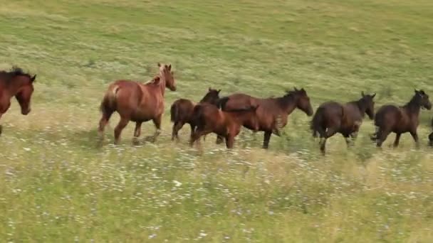 Mandria di cavalli che pascolano in un prato — Video Stock