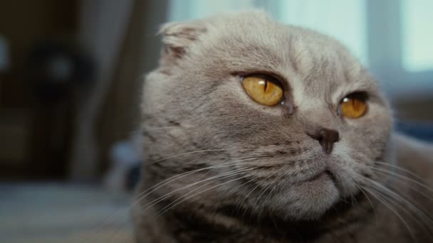 Pieghevole scozzese gatto grigio — Video Stock