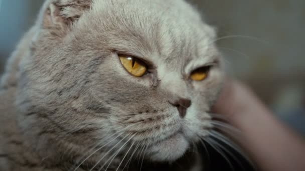 Pieghevole scozzese gatto grigio — Video Stock