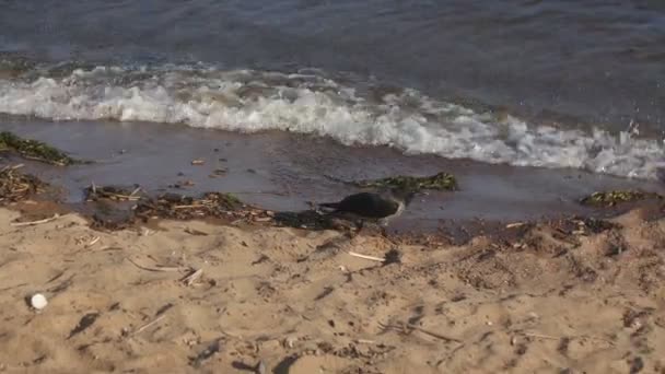 Grijze kraai wandelen op een strand — Stockvideo