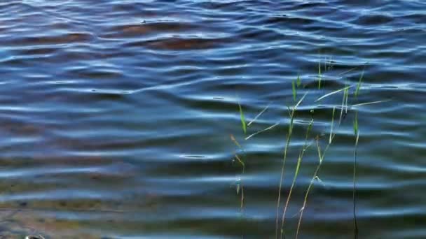 Lago azul com junco no verão. Superfície — Vídeo de Stock