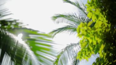 Palm akış güneş parlamayı bırakır