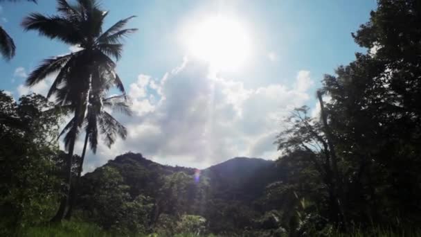 Beskåda av tropisk skog i djungeln. Thailand — Stockvideo