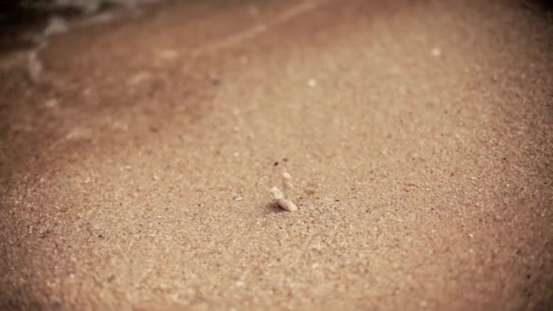 Close up soft wave from ocean on sandy beach — Stock Video