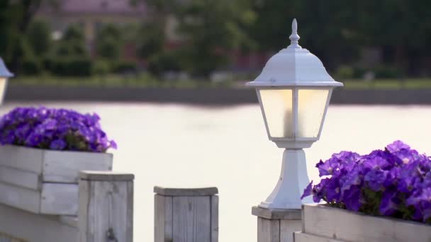 Linterna blanca y dos violetas con flores en el día de verano. Agua en el fondo . — Vídeos de Stock