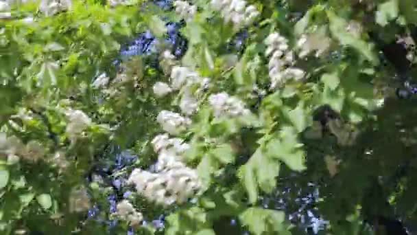 夏の晴れた日の開花ツリーのビュー。カメラが動いて — ストック動画