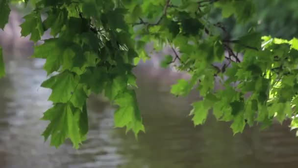 Ahornzweig wackelt vor Fluss an windigem Sommertag — Stockvideo