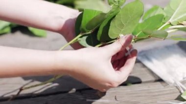 Kadının el olusturmak ağaçların dalları tarafından plastik klipleri yaz güneşli bir günde.