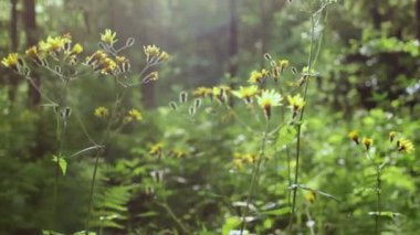Rüzgar sarı çiçekler dalga ile vahşi orman yeşil bitkiler. Yaz günü. Yakın çekim.