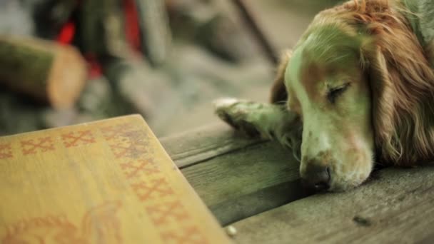 Rode hond slapen op houten oppervlak. Kampvuur op achtergrond. Zomer. Geen mensen — Stockvideo