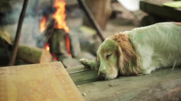 Reddish dog sleep on wooden surface. Campfire on background. Summer. No people — Stock Video