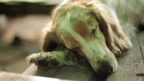 Rödaktig hund sova på träytan. Sommaren, rök. Inga människor — Stockvideo