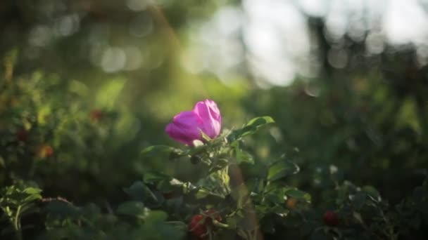 Hund Rosenblüte unter Sonnenschein. Sommer. Nahaufnahme. Flecken reflektierten Lichts — Stockvideo