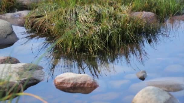 Shore com pedras grandes e grama verde. Superfície de água calma. Verão. Fechar — Vídeo de Stock