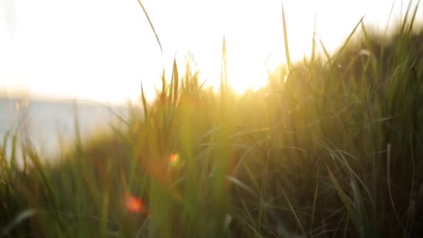 Green grass on hill shakes from wind. Beautiful sunset on background. Sun beam — Stock Video