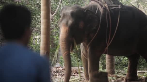 Thailändischer Elefant mit Sesselfütterung. Mann schaut ihn an. Tag. — Stockvideo