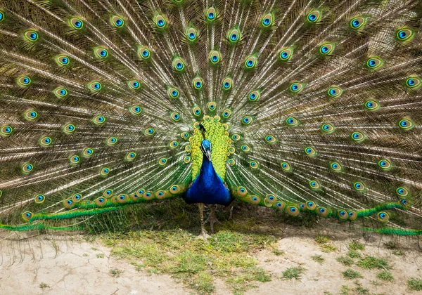 Frontal View Peacock Its Wings Outstretched Full Courtship Female Peacock — Stock Photo, Image