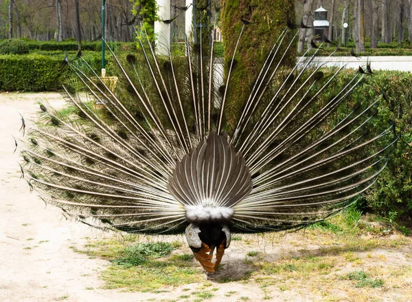 Rear View Peacock Its Wings Outstretched Full Courtship Female Peacock — Foto de Stock