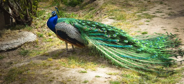 Side View Peacock Its Wings Gathered Full Courtship Female Peacock — Foto de Stock