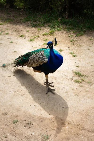 Peacock Walking Ground Courtship Season — Foto de Stock