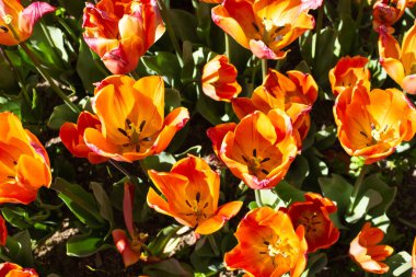 Yeşil arka planda açık turuncu lalelerden oluşan bir bahçenin üst görüntüsü